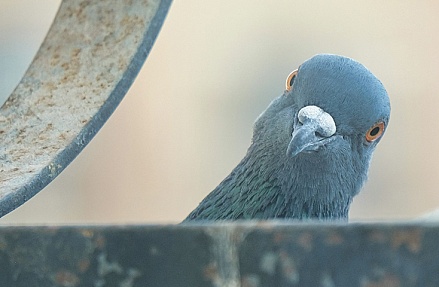 Картина недели: 13 — 20 марта