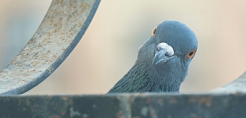 Картина недели: 13 — 20 марта