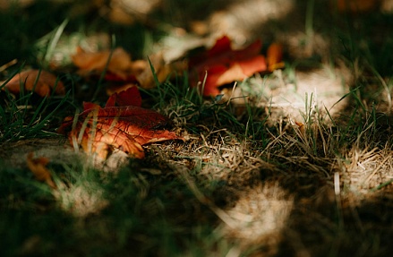 Деловая активность с криминальным оттенком
