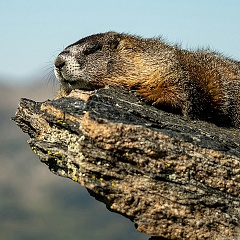 Картина недели: 30 января — 6 февраля