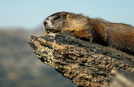 Картина недели: 30 января — 6 февраля