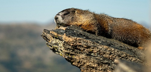 Картина недели: 30 января — 6 февраля